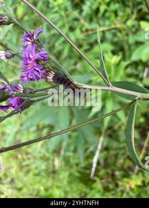 Riesige Leopardenmote (Hypercompe scribonia) Stockfoto