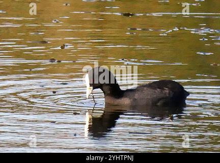 Australasischer Coot (Fulica atra australis) Stockfoto