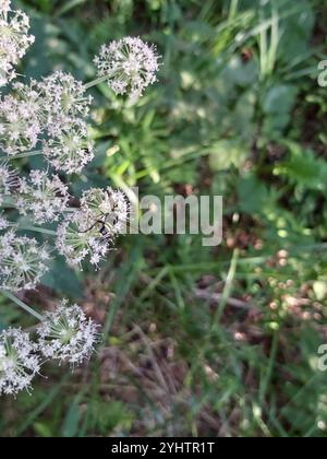 Edle Wasp-Sägefliege (Tenthredo vespa) Stockfoto