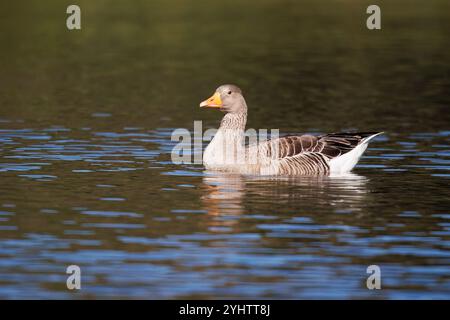 Graugans, wissenschaftlicher Name (Anser anser). Eine Gans auf einem See mit Wasser, das vom Wind bewegt wird. Stockfoto