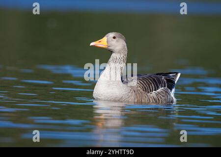 Graugans, wissenschaftlicher Name (Anser anser). Die Beobachtung einer Gänsenherde bietet unvergessliche Spektakel. Stockfoto