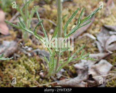 Gemeinsame Wollsonnenblume (Eriophyllum lanatum) Stockfoto