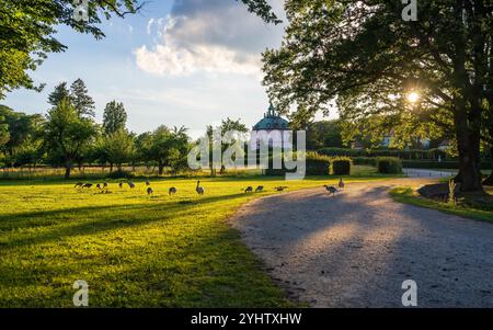 Herde von Gänsen auf einer grünen Wiese im Licht des Sommeruntergangs im Hintergrund Fasanenschloss, Moritzburg kleines Fasanenschloss. Sachsen. Deutschland Stockfoto