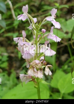 Kleine lila gesäumte Orchidee (Platanthera Psycodes) Stockfoto