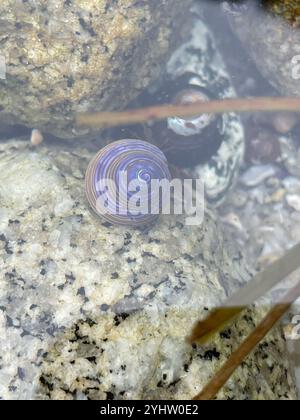 Blaugeringte Spitzenschnecke (Calliostoma ligatum) Stockfoto