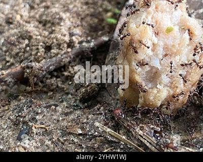 Großer importierter Großkopf-Ant (Pheidole obscurithorax) Stockfoto