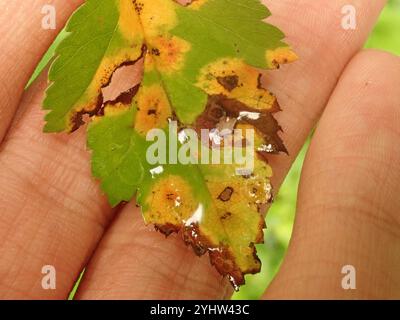 Wacholder-Weißdorn-Rost (Gymnosporangium globosum) Stockfoto