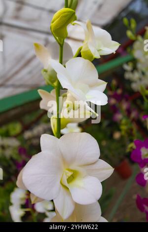 Zarte weiße Orchideen blühen in vertikaler Anordnung, mit einem Hauch von Grün im Hintergrund. Die Blüten zeigen weiche Blütenblätter mit dezentem gelbem c Stockfoto