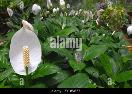Weiße Friedenslilien mit sattgrünen Blättern schaffen eine ruhige und lebendige Gartenszene. Die Blüten verlängerte Spathes und zentrale Spadices stechen hervor Stockfoto