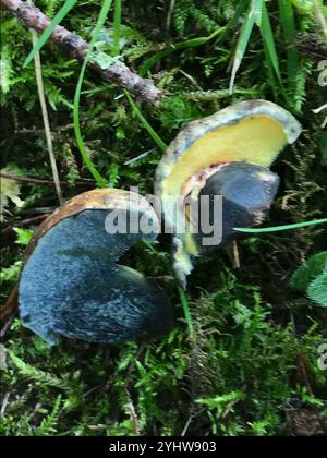 Tintenfleckbolete (Cyanoboletus pulverulentus) Stockfoto