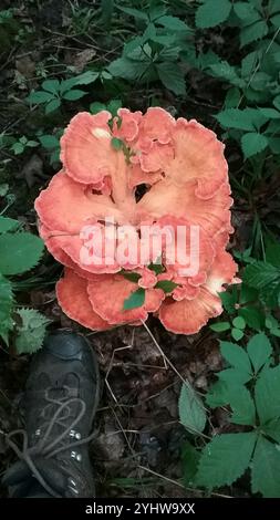 Weißporiges Hühnchen aus dem Wald (Laetiporus cincinnatus) Stockfoto