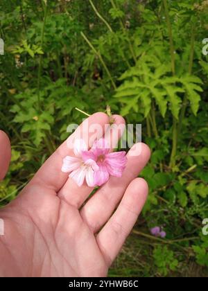 Druce's Crane-bill (Geranium x oxonianum) Stockfoto