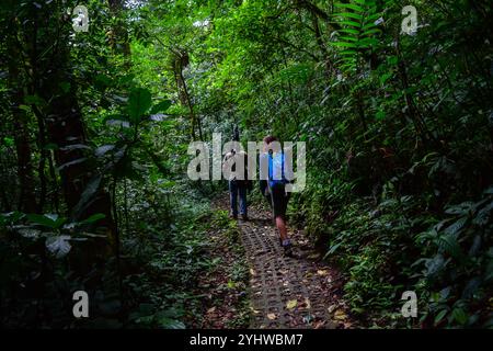 George of the Cloud Forest, Reiseleiter und Spezialist, führt eine junge Frau durch den Nebelwald von Monterey während der Fauna-Tour in Costa Rica Stockfoto