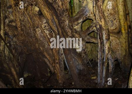Blick in einen Baumstamm eines großen Strangler Feigenbaums (Ficus costaricana), Monteverde, Costa Rica Stockfoto