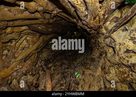 Blick in einen Baumstamm eines großen Strangler Feigenbaums (Ficus costaricana), Monteverde, Costa Rica Stockfoto