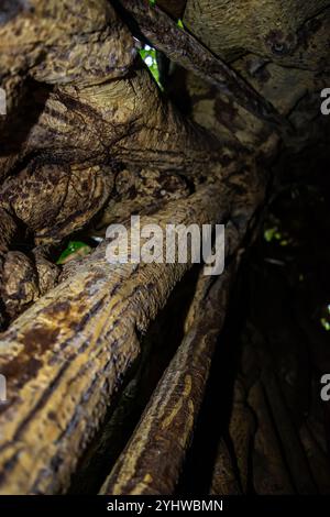 Blick in einen Baumstamm eines großen Strangler Feigenbaums (Ficus costaricana), Monteverde, Costa Rica Stockfoto