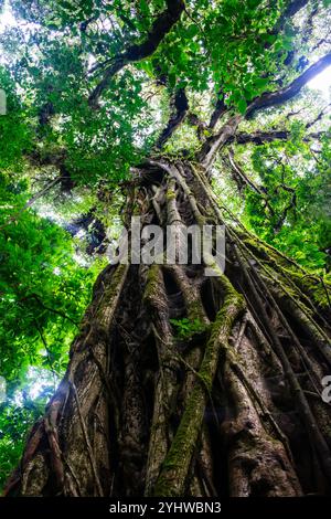 Großer Strangler-Feigenbaum (Ficus costaricana), Monteverde, Costa Rica Stockfoto