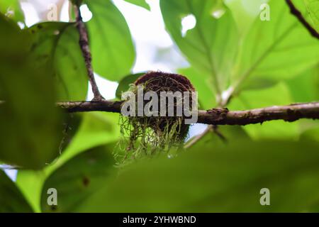 Abgerundetes Nest auf Baum im Nebelwald von Monteverde, Costa Rica Stockfoto