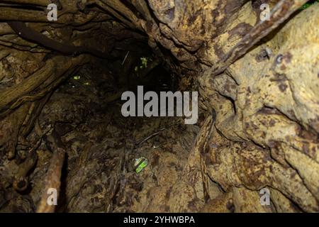 Blick in einen Baumstamm eines großen Strangler Feigenbaums (Ficus costaricana), Monteverde, Costa Rica Stockfoto