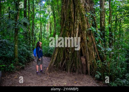 Die junge kaukasische Frau bewundert einen großen Strangler-Feigenbaum (Ficus costaricana) in Monteverde, Costa Rica Stockfoto