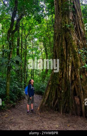 Die junge kaukasische Frau bewundert einen großen Strangler-Feigenbaum (Ficus costaricana) in Monteverde, Costa Rica Stockfoto