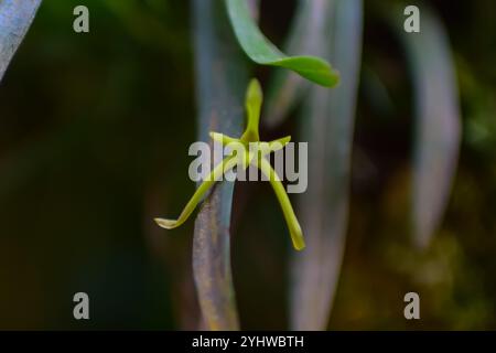 Cryptocentrum latifolium, eine Orchideenart in Monterey, Costa Rica Stockfoto