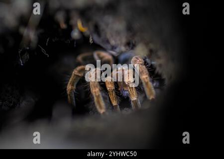 Tarantel im Baum in der Nacht, Costa Rica Stockfoto