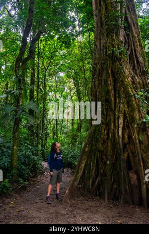 Die junge kaukasische Frau bewundert einen großen Strangler-Feigenbaum (Ficus costaricana) in Monteverde, Costa Rica Stockfoto