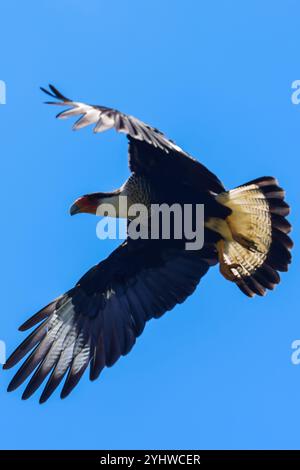 Fliegende Haubenkarakara im Tarcoles River, Costa Rica Stockfoto