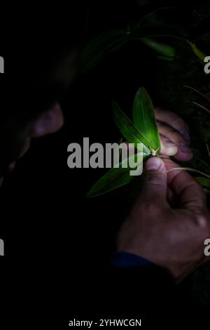 George of the Cloud Forest, Reiseleiter und Spezialist, zeigt eine winzige Orchidee bei Nacht in Monterey, Costa Rica Stockfoto