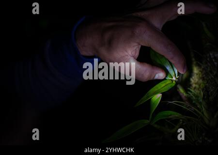 George of the Cloud Forest, Reiseleiter und Spezialist, zeigt eine winzige Orchidee bei Nacht in Monterey, Costa Rica Stockfoto