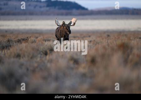 Bullenelche in einer Sagebrush-Ebene während des Herbstes, Grand Teton National Park, Wyoming Stockfoto