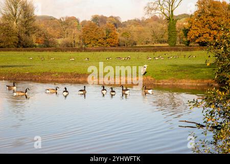 Kanadische Gänse und ein Graureiher auf einem Farmteich im englischen cheshire Landland bei Bollington bei Macclesfield Cheshire Stockfoto