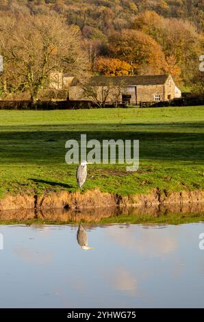 Kanadische Gänse und ein Graureiher auf einem Farmteich im englischen cheshire Landland bei Bollington bei Macclesfield Cheshire Stockfoto