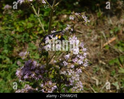 Haarige Scoliid Wasp (Scolia hirta) Stockfoto