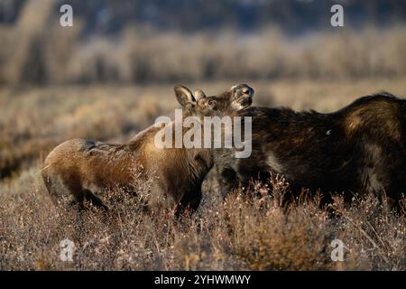 Elchkalb nach Mutter im Grand Teton National Park, Wyoming Stockfoto