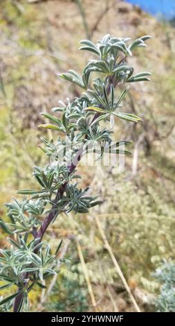 Silberbusch Lupine (Lupinus albifrons) Stockfoto