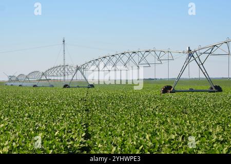 Bewässerungssystem auf Sojabohnenfeldern. Moderne Landwirtschaft. Nahrungsmittelproduktion und Dürrebekämpfung Stockfoto