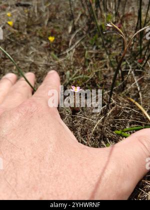 Variable Linanthus (Leptosiphon parviflorus) Stockfoto