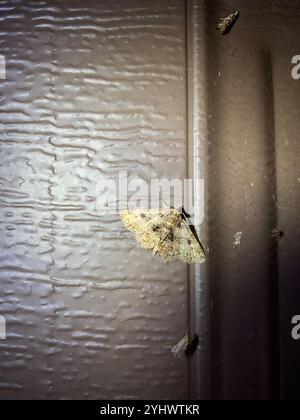 Pilzmotten (Metalectra discalis) Stockfoto
