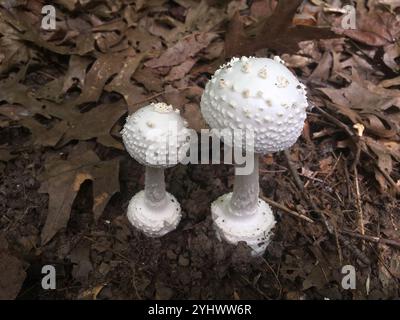Amerikanische abrupte Bulbed Lepidella (Amanita abrupta) Stockfoto