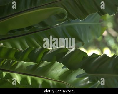 ASPLENIUM NIDUS Stockfoto