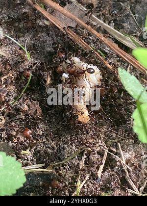 Großer importierter Großkopf-Ant (Pheidole obscurithorax) Stockfoto