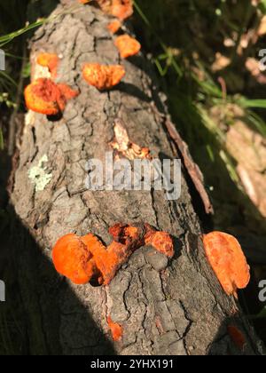 Nördliches Zinnober-Polypore (Trametes cinnabarina) Stockfoto