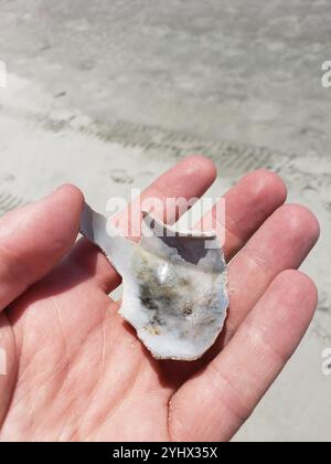 Channeled Whelk (Busycotypus canaliculatus) Stockfoto