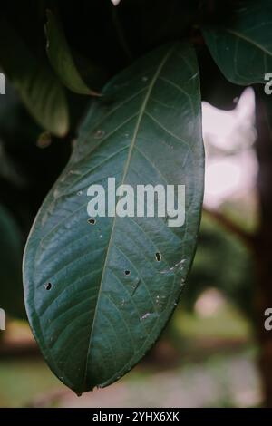 Soursop ist die Frucht von Annona muricata, einem breitblättrigen, immergrünen Baum. Sie ist in den tropischen Regionen Amerikas und der Karibik beheimatet Stockfoto