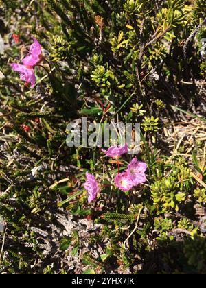 Westlicher Bog Lorbeer (Kalmia microphylla) Stockfoto