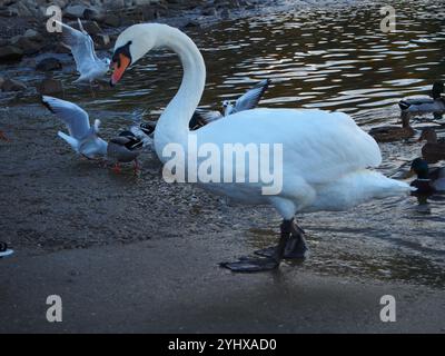 Schwan (cygnus olor) am Rheinufer vor Möwen und Stockenten in Bonn Stockfoto