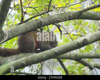 Taiwan Eichhörnchen (Callosciurus erythraeus thaiwanensis) Stockfoto