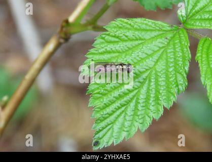 Variable Duskyface Fly (Melanostoma mellinum) Stockfoto